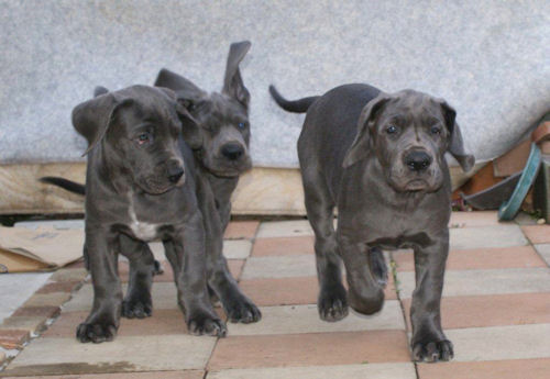 グレートデーン ブリーダー 横浜 グレートデン ブリーダー 子犬販売の専門店 AngelWan 湘南 横須賀 相模原 町田