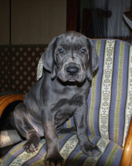 グレートデン 仔犬直販 ペットショップ グレートデン ブリーダー 子犬販売の専門店 AngelWan 横須賀 広島 岡山 福岡