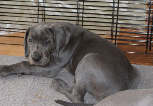 グレートデン ブリーダー出産情報 ブルー グレートデン ブリーダー 子犬販売の専門店 AngelWan 東京 千葉 埼玉 群馬 栃木