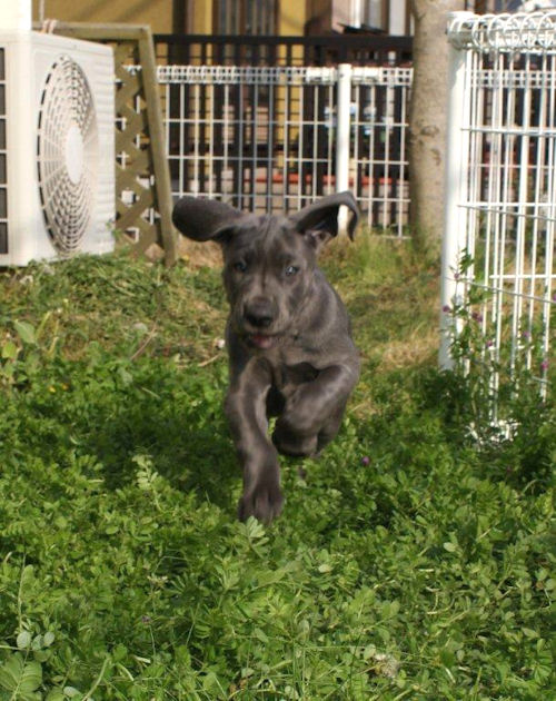 グレートデン 仔犬 ペット通販 グレートデン ブリーダー 子犬販売の専門店 AngelWan 愛知 愛媛 香川 高知 徳島
