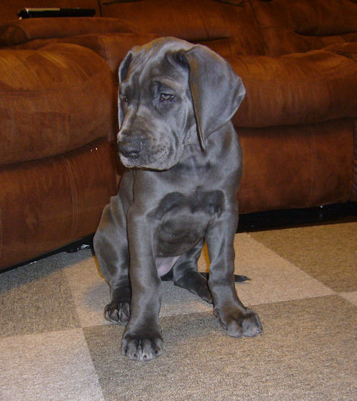 グレートデン 仔犬直販 超大型犬 グレートデン ブリーダー 子犬販売の専門店 AngelWan 藤沢 横須賀 小田原 平塚