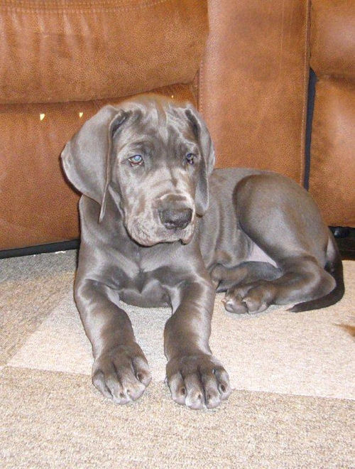 グレートデン 仔犬情報 ブリーダー グレートデン ブリーダー 子犬販売の専門店 AngelWan 北海道 長野 秋田 青森