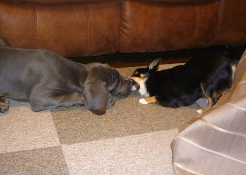 グレートデン ブリーダー直販 ペット通販 グレートデン ブリーダー 子犬販売の専門店 AngelWan 福島 宮城 岩手 広島 大阪