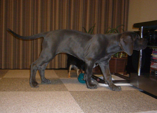 グレートデーン 赤ちゃん ブリーダー グレートデン ブリーダー 子犬販売の専門店 AngelWan 和歌山 奈良 山口 鳥取