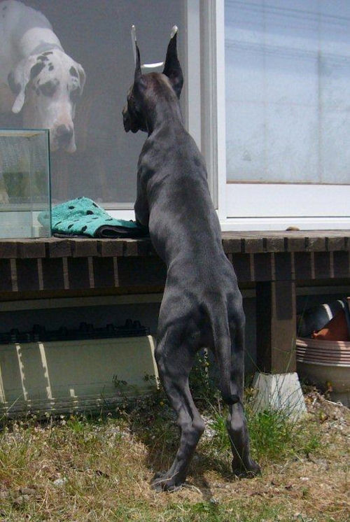 グレートデーン ピュアブルー 仔犬情報 グレートデーン ブリーダー 子犬販売の専門店 AngelWan 福岡 大分 長崎 熊本