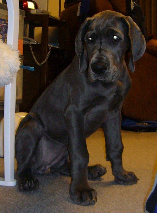 子犬情報 ペットショップ 大型犬 グレートデーン ブリーダー 子犬販売の専門店 AngelWan 愛媛 高知 香川 徳島