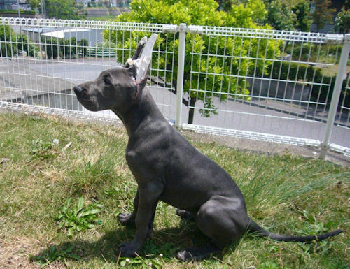 グレートデン 仔犬 ペット グレートデーン ブリーダー 子犬販売の専門店 AngelWan 宮城 埼玉 神奈川 東京