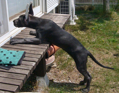 グレートデン 画像 子犬 グレートデーン ブリーダー 子犬販売の専門店 AngelWan 千葉 愛知 滋賀 三重