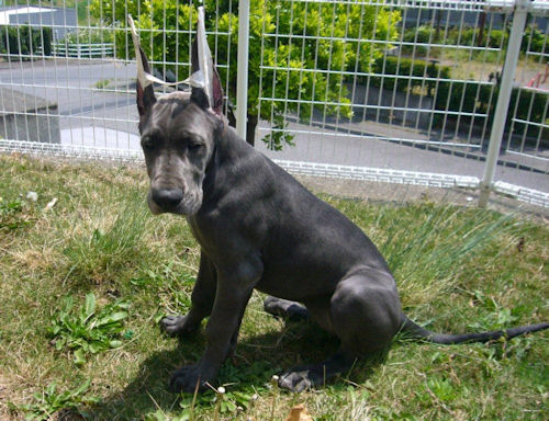 グレートデーン 断耳済み 写真 グレートデーン ブリーダー 子犬販売の専門店 AngelWan 岐阜 兵庫 岡山 大阪