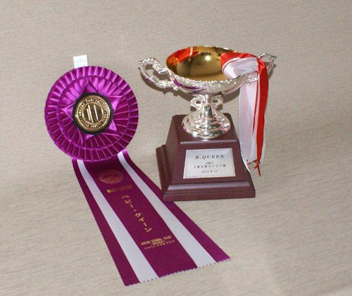 グレートデーン JKC ベストブリード グレートデーン ブリーダー 子犬販売の専門店 AngelWan JKC クイーン 獲得