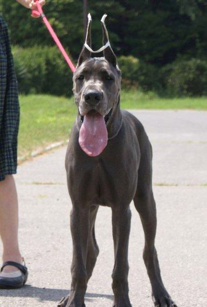 グレートデーン パピー ショータイプ グレートデーン ブリーダー 子犬販売の専門店 AngelWan 藤沢 町田 相模原