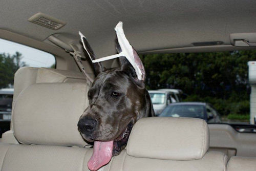 グレートデーン 譲渡 ショードッグ グレートデーン ブリーダー 子犬販売の専門店 AngelWan 戸塚 世田谷 栃木