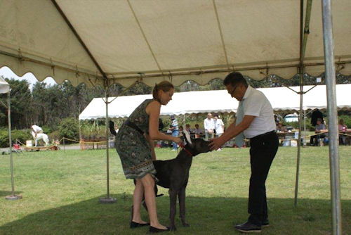 グレートデーン ドッグショー 画像 グレートデーン ブリーダー 子犬販売の専門店 AngelWan ショータイプ 画像