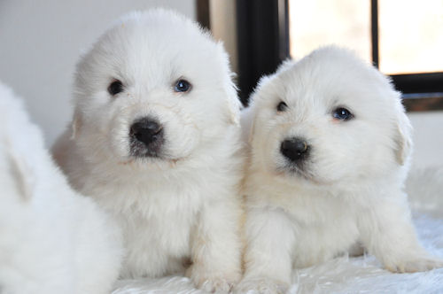 グレートピレニーズ ブリーダー 出産情報 グレートピレニーズ ブリーダー 子犬販売の専門店 AngelWan 藤沢 町田 相模原