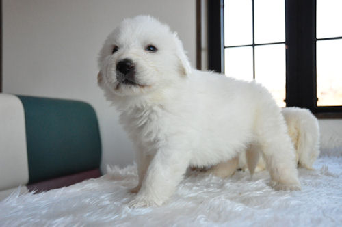 グレートピレニーズ 大型犬 ブリーダー グレートピレニーズ ブリーダー 子犬販売の専門店 AngelWan 東京 川崎 鎌倉 逗子