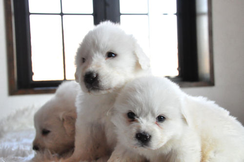 グレートピレニーズ ペットショップ 子犬直販 グレートピレニーズ ブリーダー 子犬販売の専門店 AngelWan 東京 千葉 兵庫 福岡