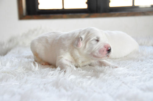 グレートピレニーズ　ブリーダー　子犬販売の専門店　AngelWan　白熊　ブログ　大型犬