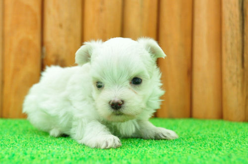 マルチーズ　ブリーダー　子犬販売の専門店　AngelWan　ペットショップ　神奈川　東京