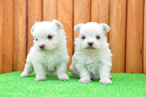マルチーズ　ブリーダー　子犬販売の専門店　AngelWan　福岡　兵庫　愛知　岡山　千葉