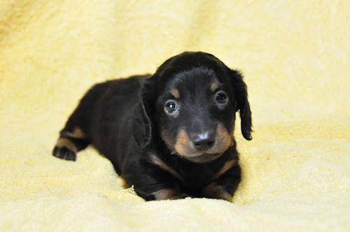 ミニチュアダックスフンド ロングヘアード 牡 ミニチュアダックスフンド ブリーダー 子犬販売の専門店 AngelWan 千葉 東京 埼玉