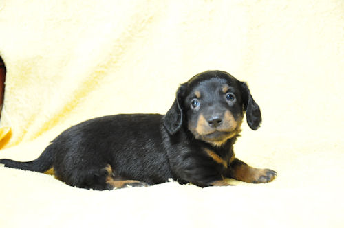 ミニチュアダックスフンド 子犬直販 ブリーダー ミニチュアダックスフンド ブリーダー 子犬販売の専門店 AngelWan 兵庫 福岡 愛知