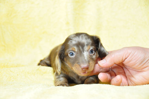 ミニチュアダックスフンド　ブリーダー　子犬販売の専門店　AngelWan　藤沢　町田　川崎