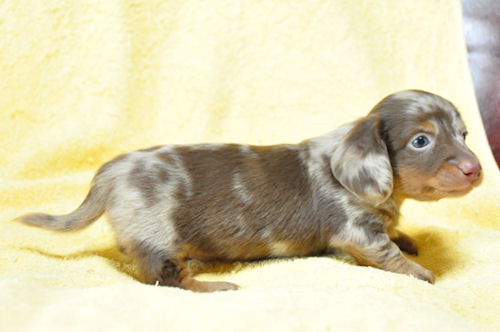 ミニチュアダックスフンド　ブリーダー　子犬販売の専門店　AngelWan　名古屋　三重　津