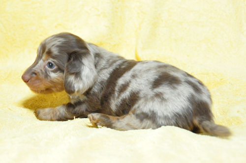 ミニチュアダックスフンド　ブリーダー　子犬販売の専門店　AngelWan　千葉　全国対応