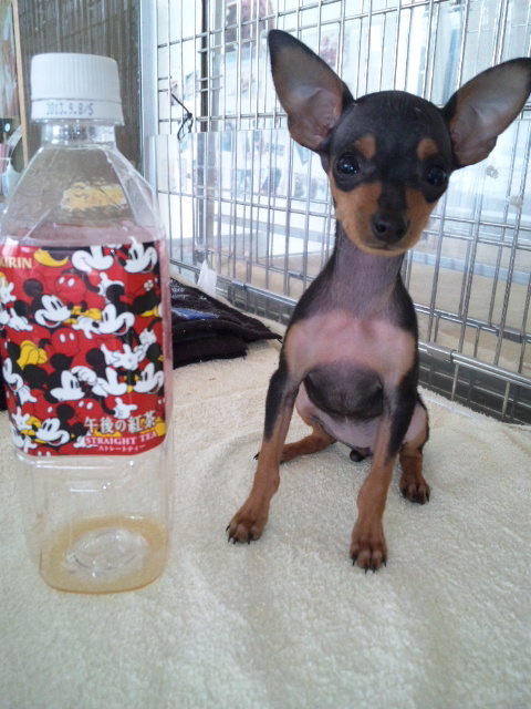 ミニチュアピンシャー ブリーダー直販 仔犬 ミニチュアピンシャー ブリーダー 子犬販売の専門店 AngelWan 東京 神奈川 千葉
