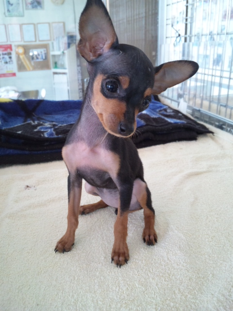 ミニチュアピンシャー 子犬 画像 ミニチュアピンシャー ブリーダー 子犬販売の専門店 AngelWan 青森 秋田 岡山