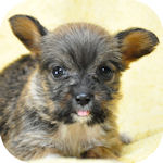 ミックスの子犬 メス ミックス犬 ブリーダー 子犬販売の専門店 AngelWan 横浜