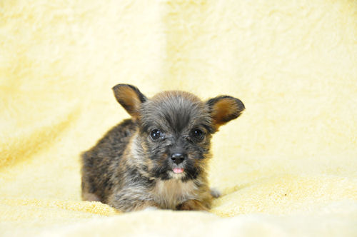 トイプードル ミニチュアシュナウザー デザインドッグ ミックス犬 ブリーダー 子犬販売の専門店 AngelWan 神奈川 千葉 ペットショップ