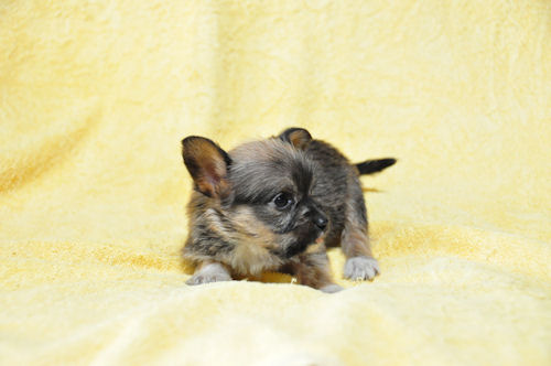 MIX犬 子犬 写真 ミックス犬 ブリーダー 子犬販売の専門店 AngelWan 藤沢 川崎 町田 相模原