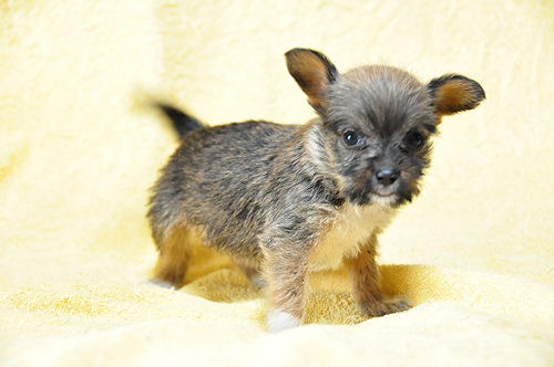 ミックス 子犬 ブリーダー直販 ミックス犬 ブリーダー 子犬販売の専門店 AngelWan 東京 愛知 福岡 兵庫 京都