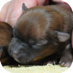 ミックス　ブリーダー　子犬販売の専門店　AngelWan　横浜