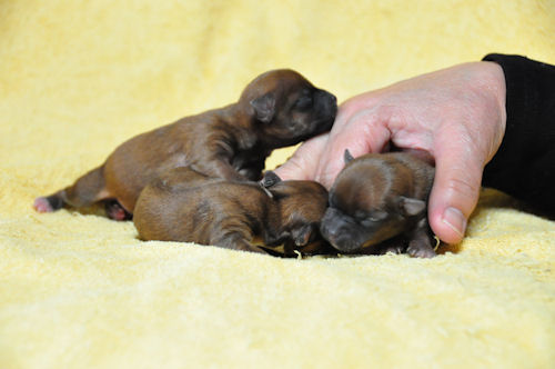 ミックス　ブリーダー　子犬販売の専門店　AngelWan　ペットショップ　千葉　東京　神奈川