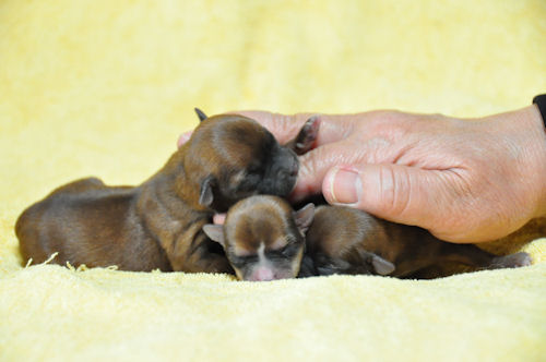 ミックス　ブリーダー　子犬販売の専門店　AngelWan　ペットショップ　小型犬　写真　画像