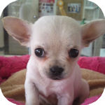 ミックス　ブリーダー　子犬販売の専門店　AngelWan　横浜