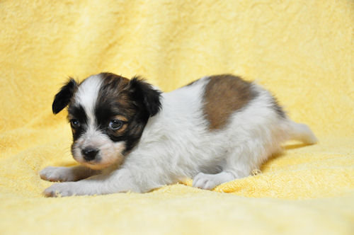 パピヨン　ブリーダー　子犬販売の専門店　AngeｌWan　千葉　東京　埼玉　神奈川　茨城