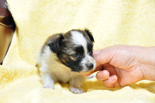 パピヨン　ブリーダー　子犬販売の専門店　AngeｌWan　湘南　鎌倉　藤沢　茅ヶ崎　平塚
