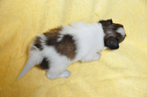 パピヨン　ブリーダー　子犬販売の専門店　AngeｌWan　福岡　広島　京都　兵庫　愛知