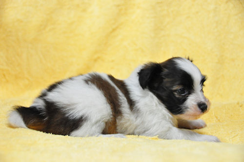 パピヨン　ブリーダー　子犬販売の専門店　AngelWan　川崎　町田　相模原　小田原