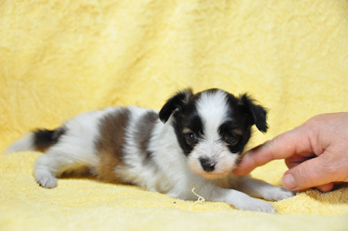 パピヨン　ブリーダー　子犬販売の専門店　AngelWan　都筑区　港北区　青葉区　鶴見区