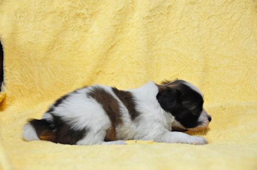 パピヨン　ブリーダー　子犬販売の専門店　AngelWan　ホワイト＆ブラウン　JKC　ペット