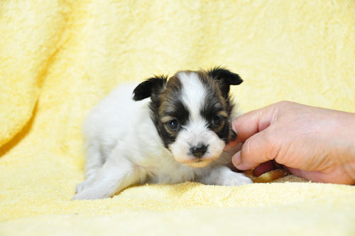 パピヨン　ブリーダー　子犬販売の専門店　AngelWan　全国対応　空輸　ANA　JAL