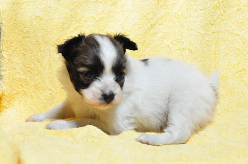 パピヨン　ブリーダー　子犬販売の専門店 AngelWan　小ぶり　小型犬　室内犬　エレガント