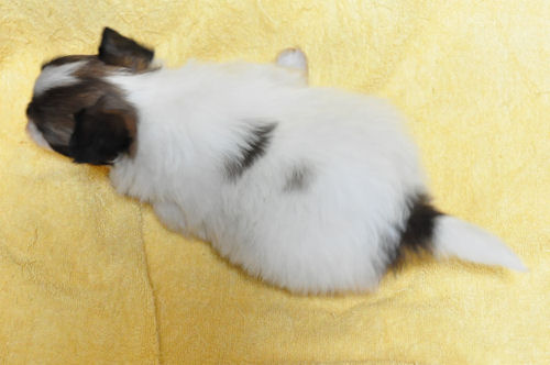 パピヨン　ブリーダー　子犬販売の専門店　AngelWan　白茶　パピー　ドッグ　蝶々