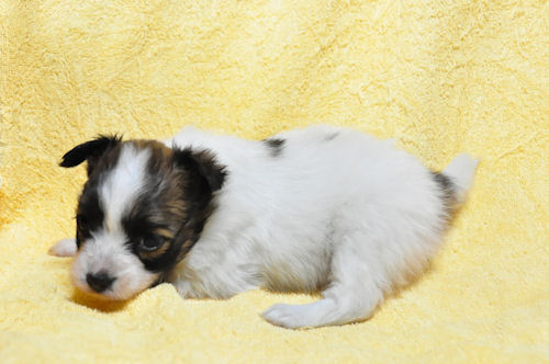 パピヨン　ブリーダー　子犬販売の専門店　AngelWan　アジリティ　活発　赤ちゃん　