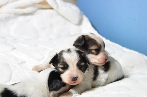 パピヨン　ブリーダー　子犬販売の専門店　AngelWan　埼玉　神奈川　東京　千葉　長野