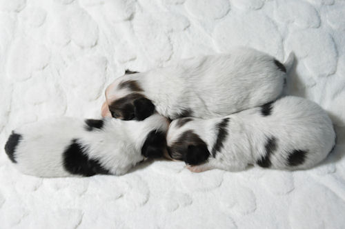 パピヨン　ブリーダー　子犬販売の専門店　AngelWan　JKCチャンピオン直子　良血統